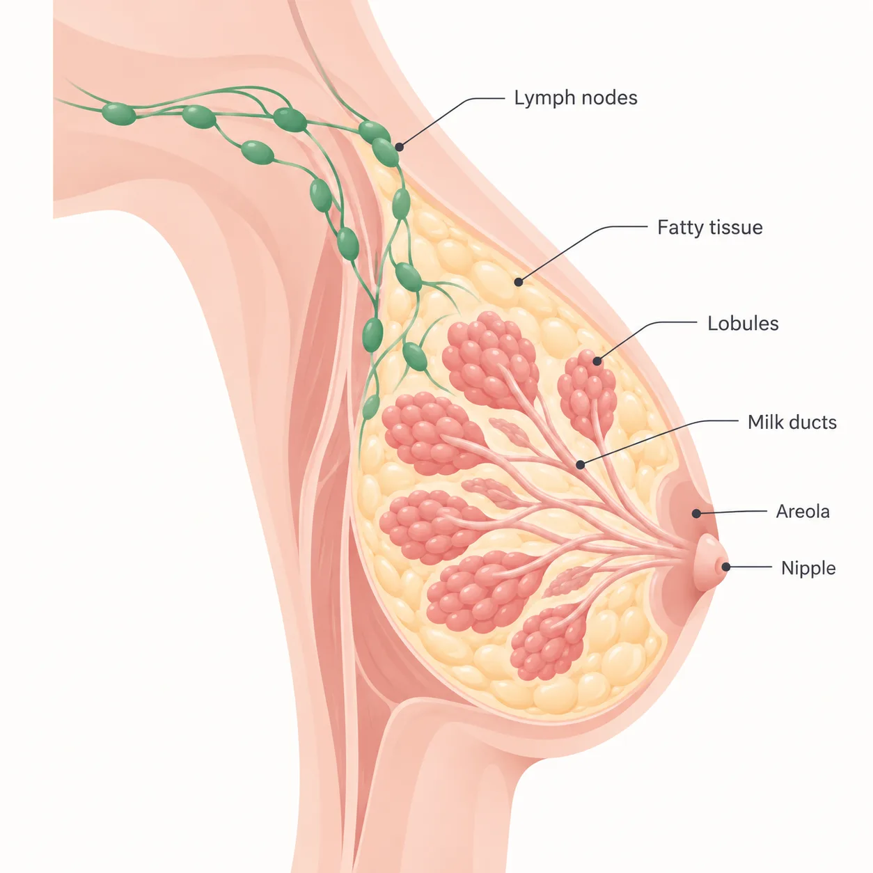 Illustration of breast anatomy with labelled lymph nodes, fatty tissue, lobules, milk ducts, areola and nipple.